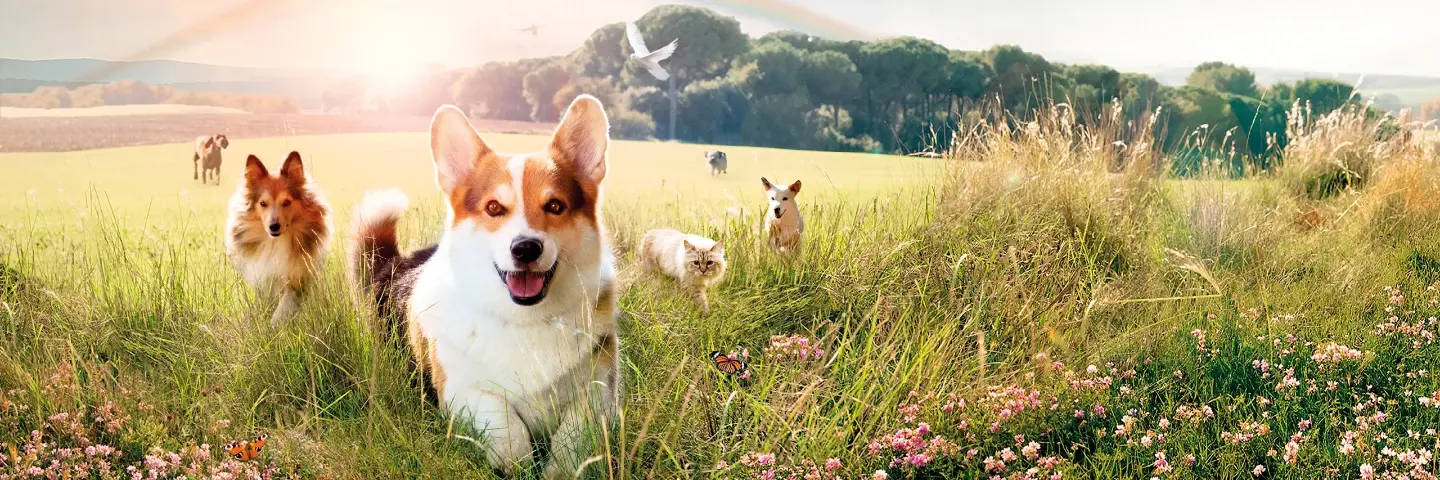 Anti-parasite header