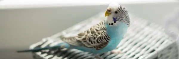 Beaphar - the benefits of feeding your bird eggfood