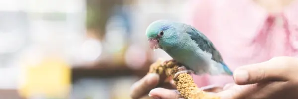 Transitioning your bird to a new diet - Beaphar