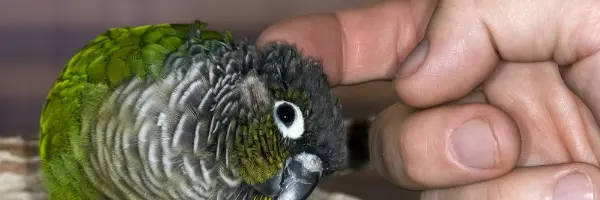 Lekkernij voor vogels